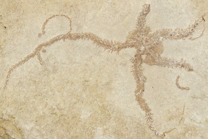 Jurassic Brittle Star Fossil - Solnhofen #256676